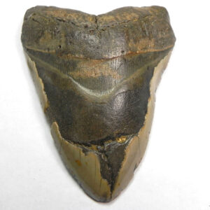 6" Megalodon Shark Teeth