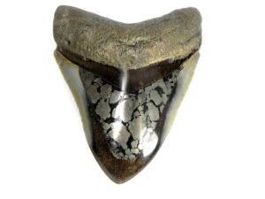Polished Inlayed Megalodon Teeth