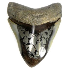Polished Inlayed Megalodon Teeth
