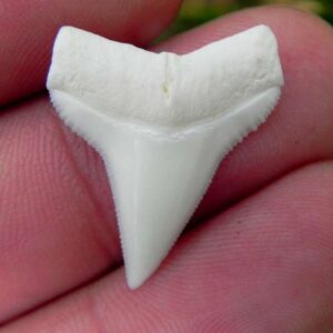 Modern Oceanic White Tip Shark Teeth