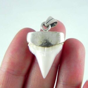 Capped Oceanic White Tip Shark Tooth Pendants