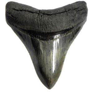 Collector Grade Megalodon Shark Teeth