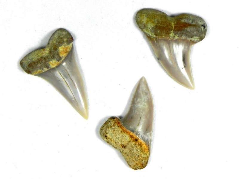 BULK MEGALODON TOOTH SHARDS AND FRAGMENTS 1/4 And 3/4 Teeth 1/2 
