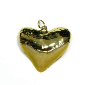Gold Capped Squalicorax Shark Tooth Pendant