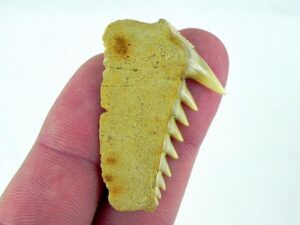 Fossil Cow Shark Teeth