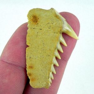 Fossil Cow Shark Teeth