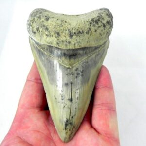Lee Creek Megalodon Shark Teeth