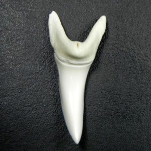 Modern Mako Shark Teeth