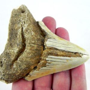 South Pacific Megalodon Tooth