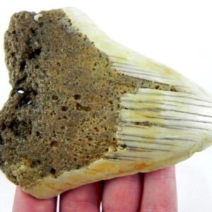 South Pacific Megalodon Tooth