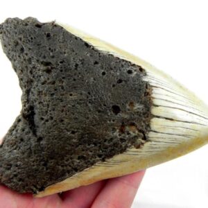 South Pacific Megalodon Tooth