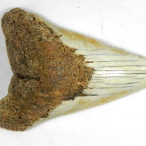 South Pacific Megalodon Tooth