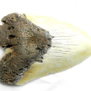 South Pacific Megalodon Tooth