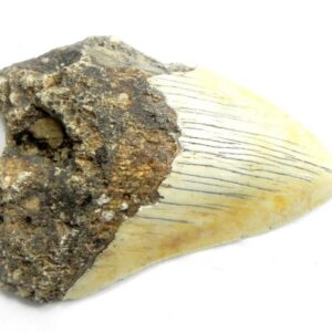 South Pacific Megalodon Tooth