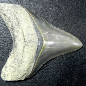 Bone Valley Megalodon Tooth
