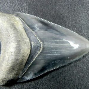 Bone Valley Megalodon Tooth