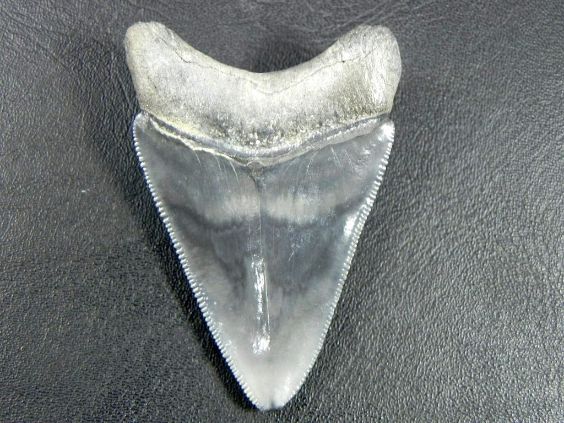 Bone Valley Megalodon Tooth