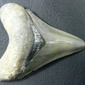 Bone Valley Megalodon Tooth