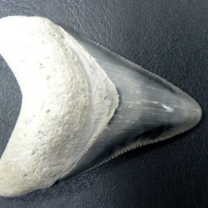 Bone Valley Megalodon Tooth