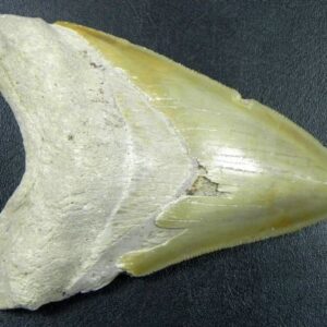 Bone Valley Megalodon Tooth