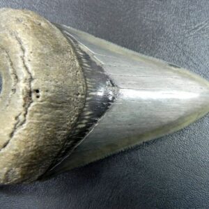 Bone Valley Megalodon Tooth