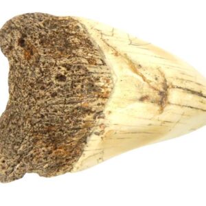 South Pacific Megalodon Tooth