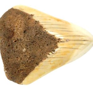 South Pacific Megalodon Tooth