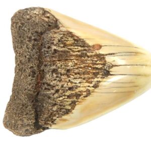 South Pacific Megalodon Tooth