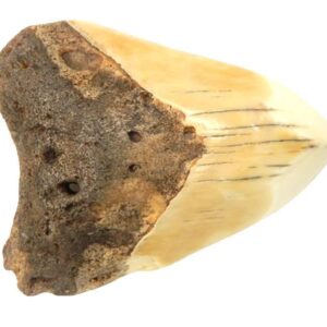 South Pacific Megalodon Tooth