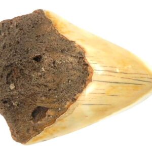 South Pacific Megalodon Tooth