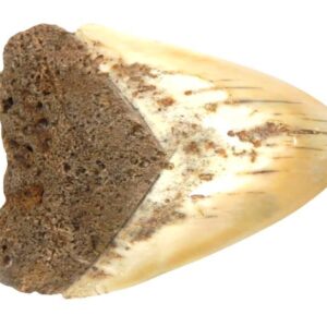 South Pacific Megalodon Tooth