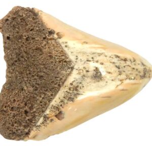 South Pacific Megalodon Tooth