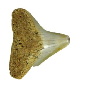 South Pacific Megalodon Tooth