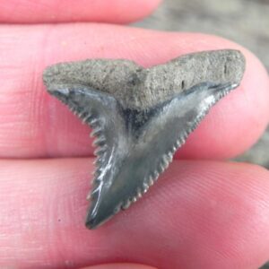 Fossil Hemipristis Shark Teeth