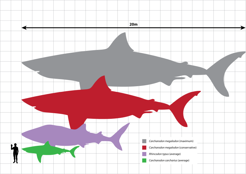 Frequently Asked Questions about the Megalodon