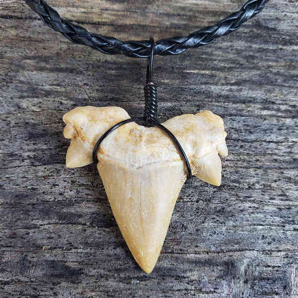 Bull Shark Tooth Necklace