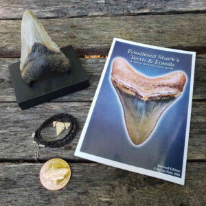 Gift Packs with MegalodonTooth Included