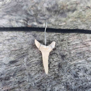 Shark Tooth Necklace with Black Suede Cord