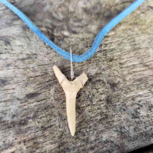 Shark Tooth Necklace with Blue Suede Cord