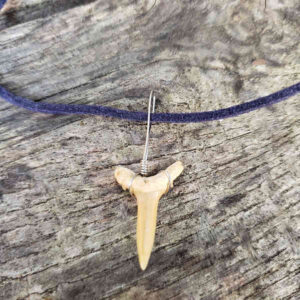 Shark Tooth Necklace with Purple Suede Cord
