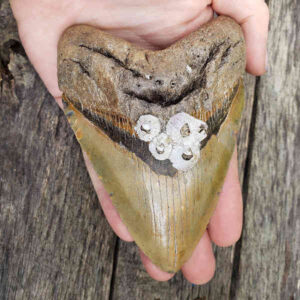 Barnacle Encrusted Megalodon Tooth