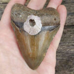 Barnacle Encrusted Megalodon Tooth