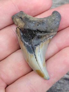Fossil Benedini Shark Teeth