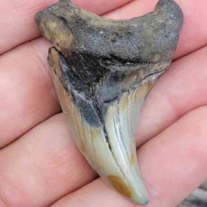 Fossil Benedini Shark Teeth