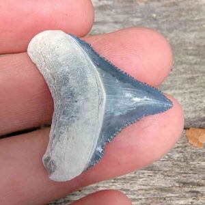 Bone Valley Megalodon Tooth