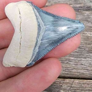 Bone Valley Megalodon Tooth