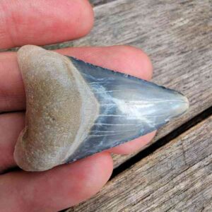 Bone Valley Megalodon Tooth