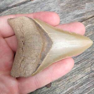 Bone Valley Megalodon Tooth