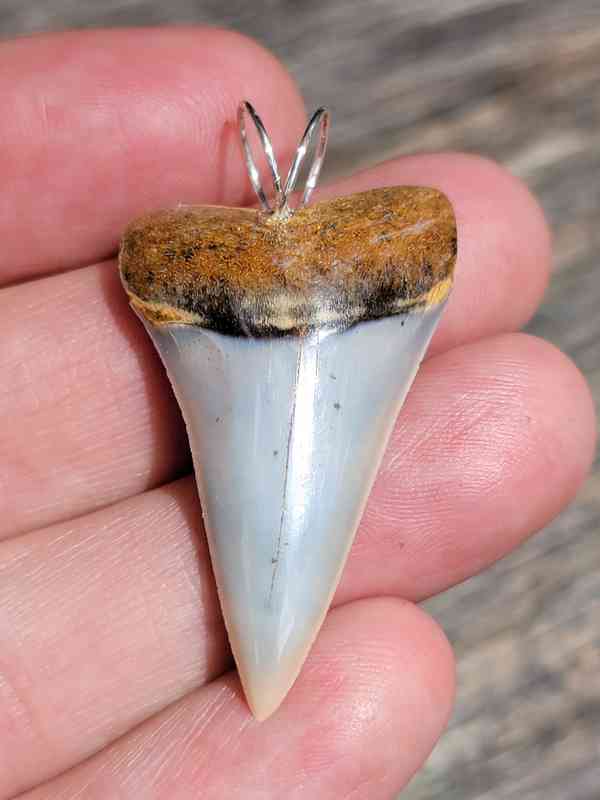 Chilean Shark Tooth Pendants