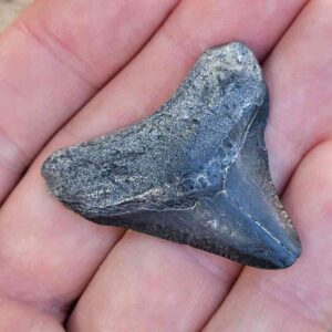 Bone Valley Megalodon Tooth